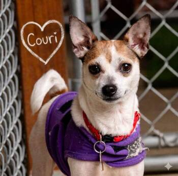 Couri -  Chihuahua and Terrier Dog for Adoption in Ellijay, Georgia - Couri | PetCurious