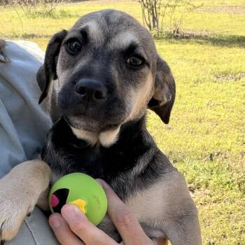 Black Mouth Cur and Puggle Dogs Available for Adoption in Warrior, Alabama - Boudy  | PetCurious