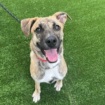 Cecelia -  Plott Hound and Mixed Breed Dog for Adoption in Naperville, Illinois - Cecelia | PetCurious