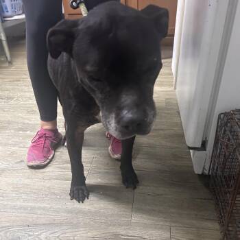 American Staffordshire Terrier Dogs Available for Adoption in Summerville, South Carolina - Snoopy | PetCurious