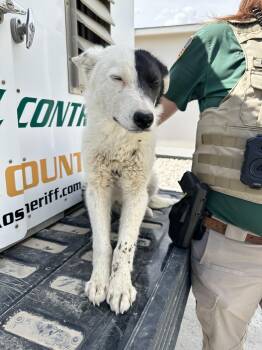 Border Collie Dogs Available for Adoption in Elko, Nevada - 60951176 | PetCurious
