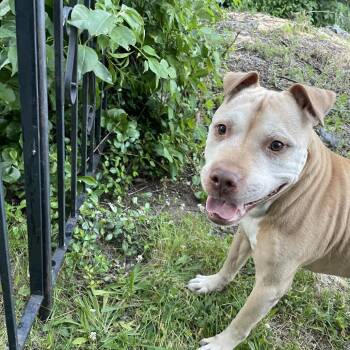 Sweet Pea -  Mixed Breed Dog for Adoption in Philadelphia, Pennsylvania - Sweet Pea | PetCurious