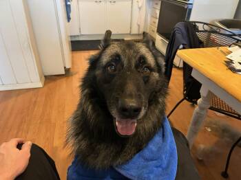 Rescue German Shepherd Dog Dogs for Adoption in Huntley, Illinois - Bear | PetCurious