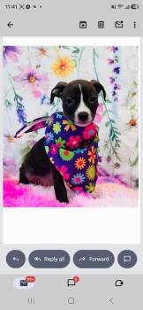 Brianna -  Pit Bull Terrier and Dachshund Dog for Adoption in Sedalia, Colorado - Brianna | PetCurious