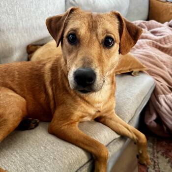 Rescue Labrador Retriever Dogs for Adoption in Rock Hill, South Carolina - Emily | PetCurious