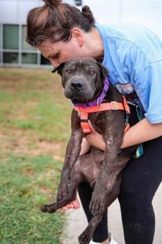 MOOSE -  Mixed Breed Dog for Adoption in Dallas, Texas - MOOSE | PetCurious