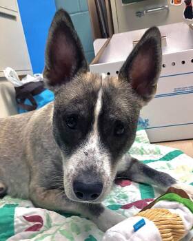 Handsome -  Border Collie and Husky Dog for Adoption in Plover, Wisconsin - Handsome | PetCurious