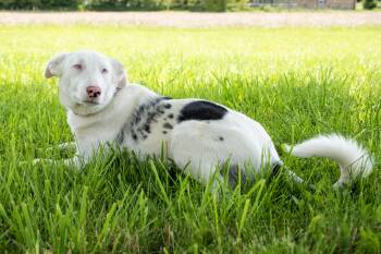 Rescue Australian Shepherd Dogs for Adoption in West Valley City, Utah - Timber | PetCurious
