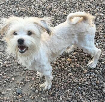 Ken -  Shih Tzu Dog for Adoption in Columbus, Nebraska - Ken | PetCurious