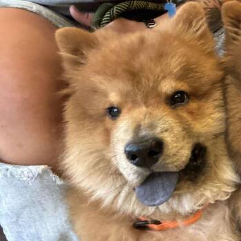 Rescue Chow Chow Dogs for Adoption in Wichita, Kansas - Dutch | PetCurious