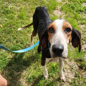 Rescue Treeing Walker Coonhound Dogs for Adoption in Rocky Mount, Virginia - Martie Maguire | PetCurious