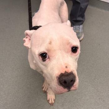 Amaryllis -  Pit Bull Terrier Dog for Adoption in Abilene, Texas - Amaryllis | PetCurious