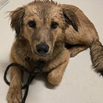 Storm -  Mixed Breed Dog for Adoption in Wickenburg, Arizona - Storm | PetCurious