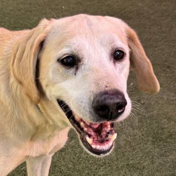 Rescue Labrador Retriever Dogs for Adoption in San Francisco, California - Yellow | PetCurious