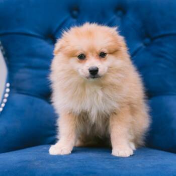 Heartsong -  Pomeranian Dog for Adoption in Zionsville, Indiana - Heartsong | PetCurious