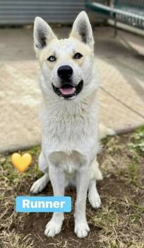 Rescue Siberian Husky Dogs for Adoption in Littleton, Colorado - Runner | PetCurious