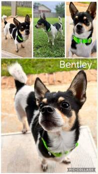 Bentley -  Chihuahua Dog for Adoption in Enterprise, Alabama - Bentley | PetCurious