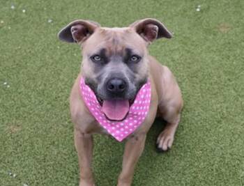 Ava -  Mixed Breed Dog for Adoption in Athens, Georgia - Ava | PetCurious