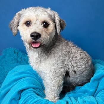 Falcon -  Miniature Poodle Dog for Adoption in Hondo, Texas - Falcon | PetCurious