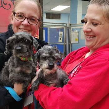 Maltese Dogs Available for Adoption in Elyria, Ohio - Marley | PetCurious