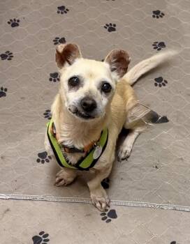 Rescue Chihuahua and Dachshund Dogs for Adoption in West Hollywood, California - Mel Brooks | PetCurious