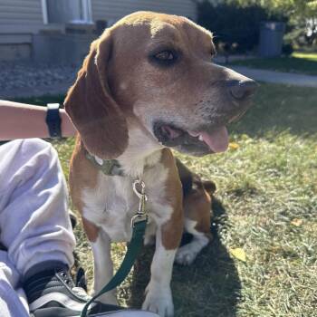 Juke -  Beagle Dog for Adoption in Idaho Falls, Idaho - Juke | PetCurious