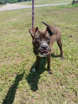 Rescue Boxer Dogs for Adoption in Jacksonville, Texas - Tymmothy | PetCurious