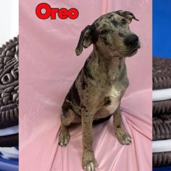 Oreo -  German Shepherd Dog and Catahoula Leopard Dog Dog for Adoption in Royse City, Texas - Oreo | PetCurious