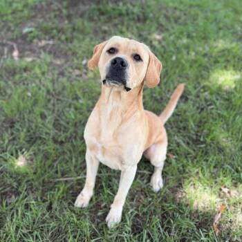Pie -  Labrador Retriever and Mixed Breed Dog for Adoption in Carencro, Louisiana - Pie | PetCurious