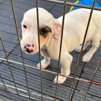 Kai -  Rat Terrier and Terrier Dog for Adoption in Toronto, Ontario - Kai | PetCurious