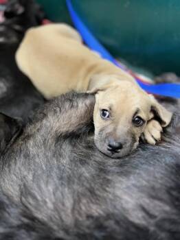 A274270 -  Terrier and Mixed Breed Dog for Adoption in Chula Vista, California - A274270 | PetCurious