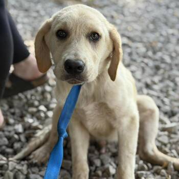 Labrador Retriever and Mixed Breed Dogs Available for Adoption in Buffalo, Minnesota - Donatello | PetCurious