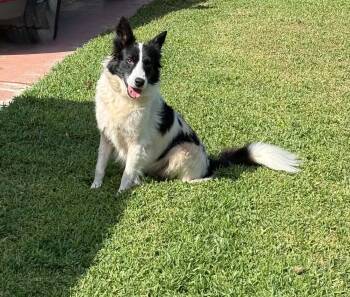 ace border collie -  Border Collie Dog for Adoption in Lakewood Ranch, Florida - Ace Border Collie | PetCurious
