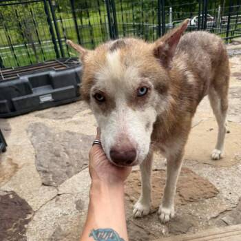 Percy -  Husky Dog for Adoption in Eufaula, Oklahoma - Percy | PetCurious