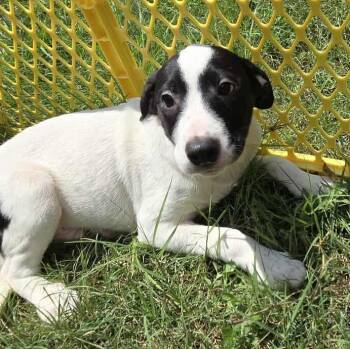 Rescue Mixed Breed Dogs for Adoption in Kempner, Texas - Bashful | PetCurious