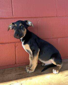 Rescue Hound and Labrador Retriever Dogs for Adoption in Pensacola, Florida - Henry | PetCurious
