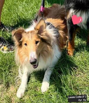 Lassie -  Collie Dog for Adoption in Dublin, Ohio - Lassie | PetCurious