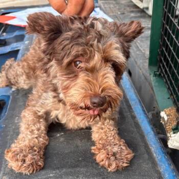 Kaia -  Miniature Schnauzer Dog for Adoption in Normal, Illinois - Kaia | PetCurious