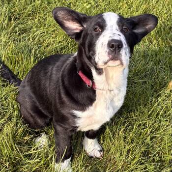Reign -  Border Collie and German Shepherd Dog Dog for Adoption in Libertyville, Illinois - Reign | PetCurious