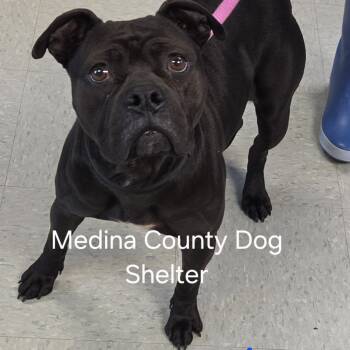 Pit Bull Terrier Dogs Available for Adoption in Medina, Ohio - Ethel | PetCurious