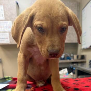 English Bulldog and Labrador Retriever Dogs Available for Adoption in Birmingham, Alabama - Cletus | PetCurious