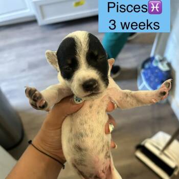Pisces -  Mixed Breed Dog for Adoption in Tampa, Florida - Pisces | PetCurious