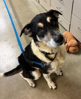 Rescue Husky Dogs for Adoption in Mason City, Iowa - Thor | PetCurious