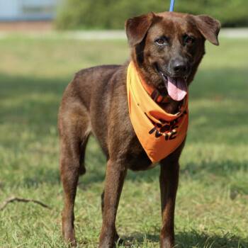 Kanela -  Labrador Retriever Dog for Adoption in Columbia, South Carolina - Kanela | PetCurious