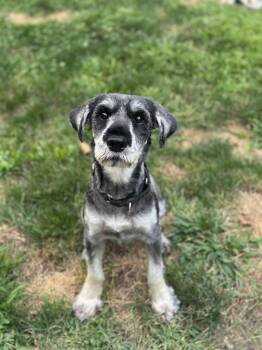 Beatrice -  Schnauzer Dog for Adoption in Wayne, New Jersey - Beatrice | PetCurious