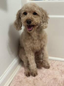 Miniature Poodle Dogs Available for Adoption - Thalia | PetCurious