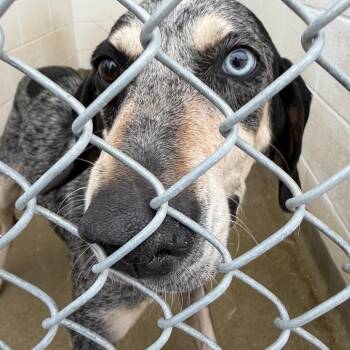 71463 -  Hound Dog for Adoption in Harrisonburg, Virginia - 71463 | PetCurious