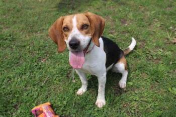 Beagle Dogs Available for Adoption in Kansas City, Missouri - Cooper | PetCurious