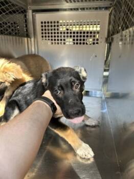 Rescue German Shepherd Dog and Mixed Breed Dogs for Adoption in Fort Worth, Texas - 59834038 | PetCurious