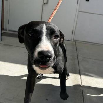 Boots -  American Staffordshire Terrier Dog for Adoption in Walnut Creek, California - Boots | PetCurious